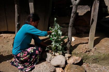 Una mujer atiende a su planta de adormidera en su casa en Yucucani