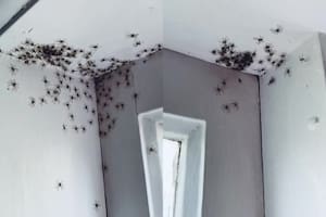 Entró al cuarto de su hija, se encontró con 100 arañas y tuvo una inesperada reacción