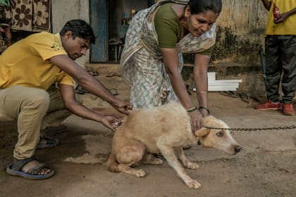 Una mujer ayuda a que un trabajador de Misión Rabia vacune a su perro
