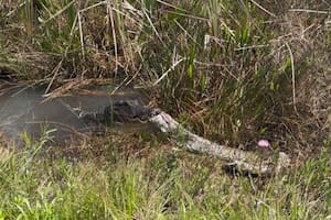 Un caimán se hizo un festín con una pitón en Florida: “Necesitamos que desaparezcan”