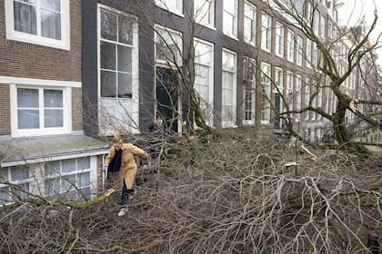 Una mujer cruza entre las ramas de un árbol caído en Ámsterdam luego de pasada la tormenta