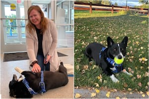 Perdió a su perro en una tormenta y lo encontró tres meses después a 2000 millas: un viaje de California a Illinois