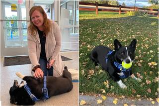 Perdió a su perro en una tormenta y lo encontró tres meses después a 2000 millas: un viaje de California a Illinois