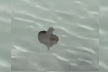 Una mujer de Carolina del Sur tuvo un peculiar hallazgo marino durante el fin de semana del Día de los Caídos