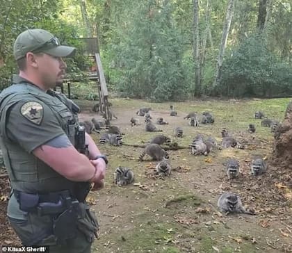 Una mujer de Kitsap, cerca de Suquamish, en Washington, fue invadida en su casa por más de 100 mapaches; ahora los vecinos se muestran preocupados