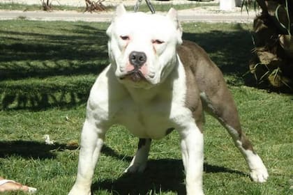 Se registraron, al menos, siete incidentes graves con perros de la raza pitbull durante este año