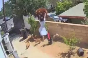 Video: la lucha entre una mujer y un oso para defender a su perro