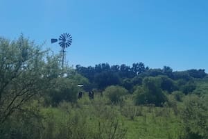 Una mujer murió al ser embestida por un toro mientras trabajaba en una granja