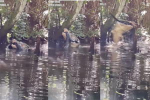 Remaba en un lago y se encontró con un espeluznante canibalismo de caimanes