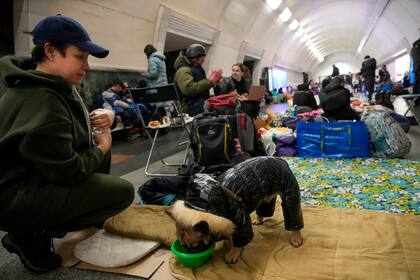 Una mujer le da agua a su perro en el metro de Kiev, refugio antibombas en Kiev, Ucrania