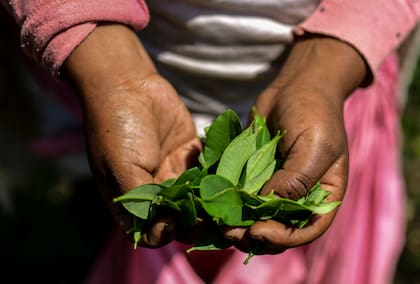 Una mujer muestra un puñado de hojas de coca cosechadas en Trinidad Pampa, en la región de Yungas