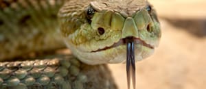 La muerte de una mujer de 78 años en California preocupa a los expertos