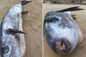 Caminaba por la playa y encontró un pez 1200 veces más mortal que el cianuro