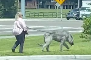 Salió a pasear a su mascota y generó un divertido debate