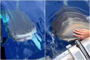Un tiburón atacó su embarcación y sorprendió a todos al alejarlo solo con sus manos