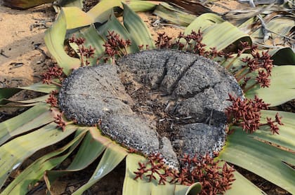 Una muy añosa Welwitschia mirabilis, en este caso de sexo masculino. Lo que parecen innumerables hojas en roseta son tan solo las dos hojas que se van abriendo, desgarrando longitudinalmente con el paso del tiempo.