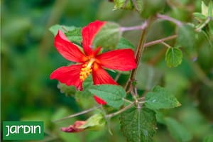 Descubrí la planta que llena el jardín de flores perfectas y vida silvestre