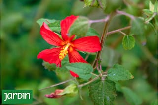 Descubrí la planta que llena el jardín de flores perfectas y vida silvestre