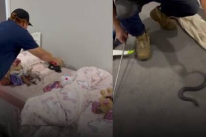 Una niña australiana encontró una serpiente oculta entre sus peluches y tuvieron que sacarla