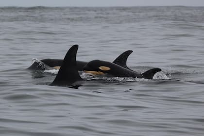 Una nueva cría de orca fue fotografiada mientras nadaba con un grupo de estos ejemplares