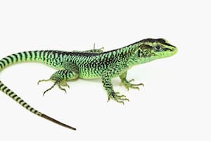 Descubrieron una nueva especie de lagartija en Neuquén y amplía el conocimiento sobre la evolución de los reptiles