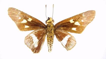 Una nueva especie de mariposa patrón, una de las 10 nuevas especies de mariposas descubiertas en la expedición