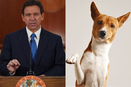 La ley HB 655 de Florida, firmada por Ron DeSantis, afecta a los seguros para mascotas
