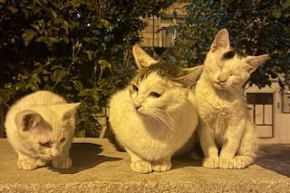 La isla de EE.UU. en la que prohibieron alimentar a los gatos salvajes