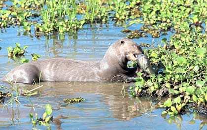 Una nutria en su horario de almuerzo