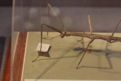 Una obra de Anatoly Konenko exhibida en el Museo Regional de Arte M. A. Vrubel, en Omsk