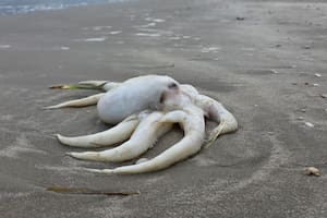 La extraña aparición en las costas de Texas tras la ola de frío