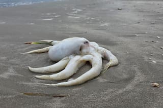 La extraña aparición en las costas de Texas tras la ola de frío