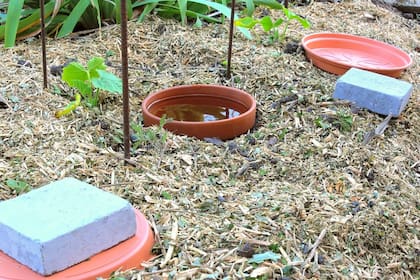 Una olla de barro sin esmaltar enterrada en la tierra, por su porosidad, permite que el agua se libere lentamente