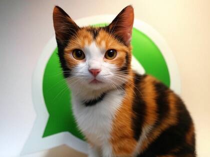 Una opción para el "modo gato cálico" en WhatsApp