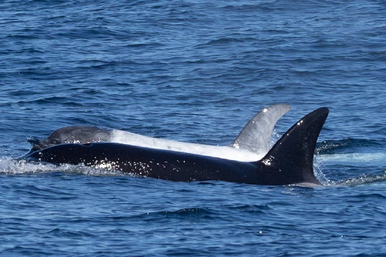 Vieron a una criatura marina “poco frecuente” junto a su madre en el agua de California y quedaron impactados