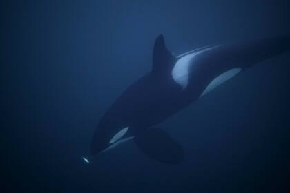Una orca hembra atrapa un arenque, el 13 de enero en el mar de Noruega, en el círculo polar ártico