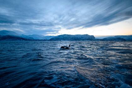 Una orca nada en las aguas cerca de la ciudad noruega de Tromso en el Círculo Polar Ártico, el 13 de enero