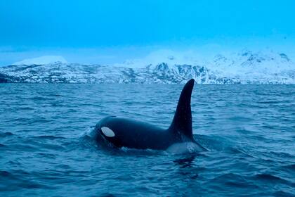 Una orca persigue arenques el 14 de enero, en la región del fiordo de Reisafjorden, cerca de la ciudad noruega de Tromso