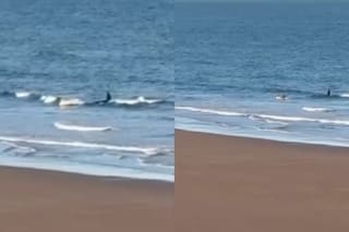 Un kayakista vivió momentos de pánico tras el acercamiento de una orca