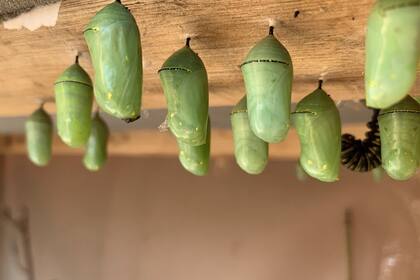 Una oruga en medios de varias crisálidas, de donde emergerán las mariposas