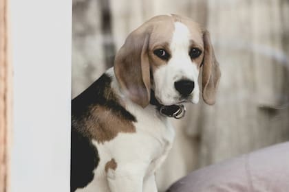 Una otitis mal curada podría causar la muerte de los perros