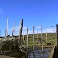 Expertos del INTA estudiaron barreras para que los guanacos no tomen el agua de las ovejas