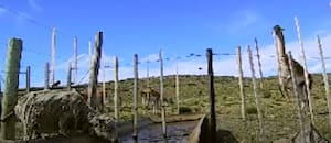 Expertos del INTA estudiaron barreras para que los guanacos no tomen el agua de las ovejas