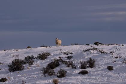 Una oveja rodeada de nieve en la estepa santacruceña