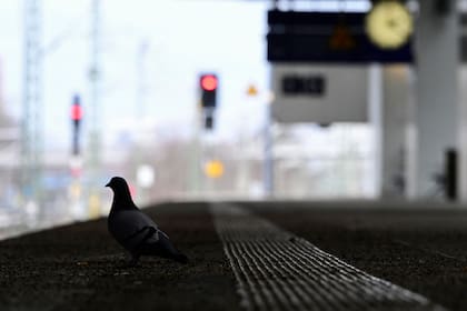 Una paloma se encuentra en un andén vacío mientras los maquinistas alemanes iniciaron una huelga de seis días en Berlín, el 24 de enero de 2024.