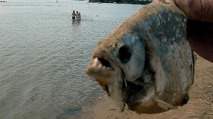 Una palometa, al borde del río Paraná