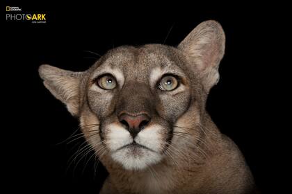 Una pantera de Florida (Puma concolor coryi), en el zoológico Tampa´s Lowry Park. Se encuentra en peligro de extinción.