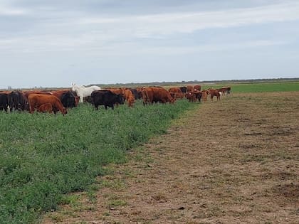Una parcela pastoreada con alta carga animal