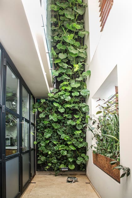 Una pared verde de 2,5 metros de ancho y 7 de alto marca la transición entre los espacios interiores y exteriores de la casa.