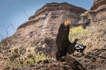 Una pareja de jotes extiende sus alas bajo el sol del mediodía.